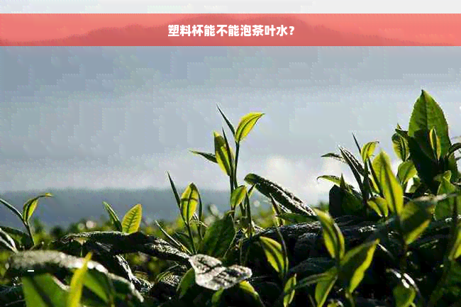 塑料杯能不能泡茶叶水？