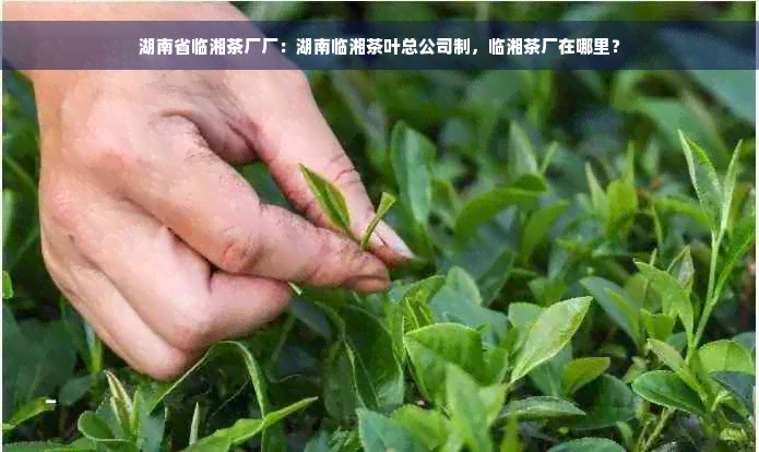 湖南省临湘茶厂厂：湖南临湘茶叶总公司制，临湘茶厂在哪里？