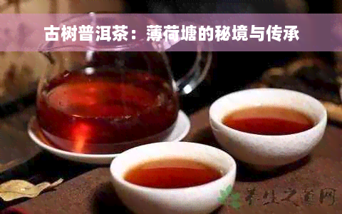 古树普洱茶：薄荷塘的秘境与传承