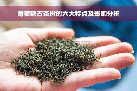 薄荷糖古茶树的六大特点及影响分析