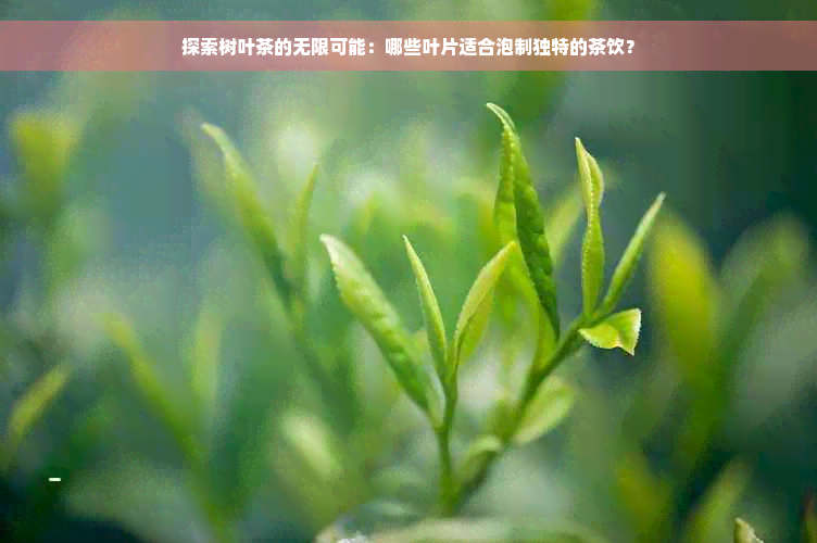 探索树叶茶的无限可能：哪些叶片适合泡制独特的茶饮？