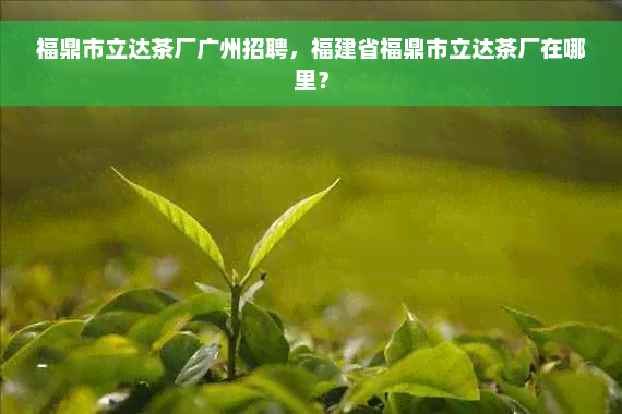 福鼎市立达茶厂广州招聘，福建省福鼎市立达茶厂在哪里？