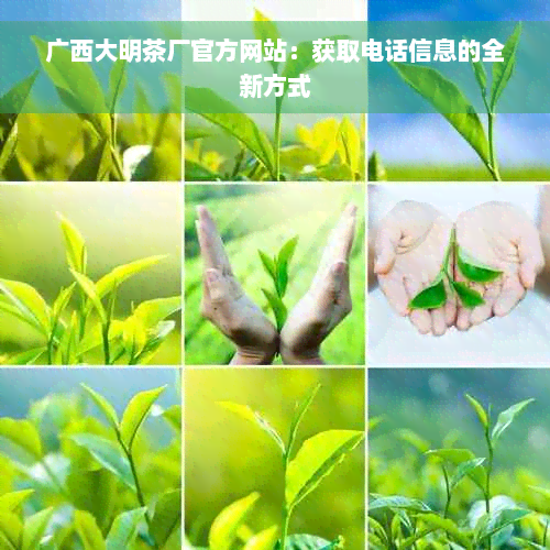 广西大明茶厂官方网站：获取电话信息的全新方式