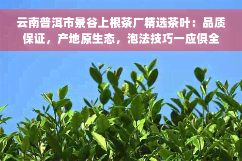 云南普洱市景谷上根茶厂精选茶叶：品质保证，产地原生态，泡法技巧一应俱全