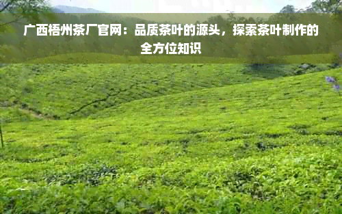 广西梧州茶厂官网：品质茶叶的源头，探索茶叶制作的全方位知识