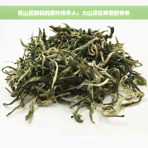 在山区耕耘的茶叶传承人：大山深处种茶的爷爷