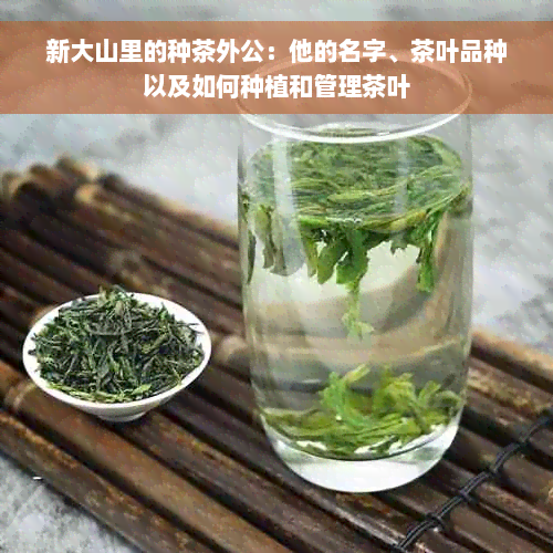 新大山里的种茶外公：他的名字、茶叶品种以及如何种植和管理茶叶