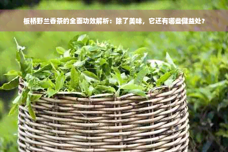 板桥野兰香茶的全面功效解析：除了美味，它还有哪些健益处？