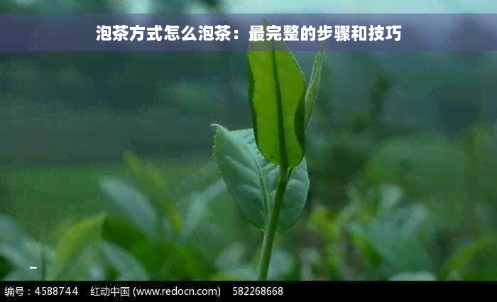 泡茶方式怎么泡茶：最完整的步骤和技巧