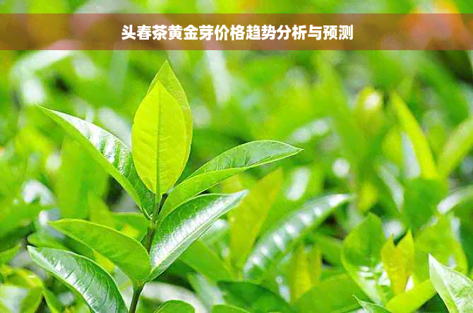 头春茶黄金芽价格趋势分析与预测