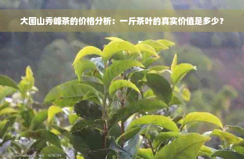 大围山秀峰茶的价格分析：一斤茶叶的真实价值是多少？