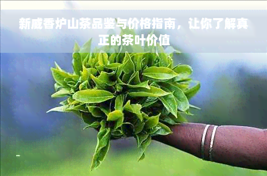 新威香炉山茶品鉴与价格指南，让你了解真正的茶叶价值