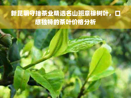 新昆明守拙茶业精选名山班章橡树叶，口感独特的茶叶价格分析