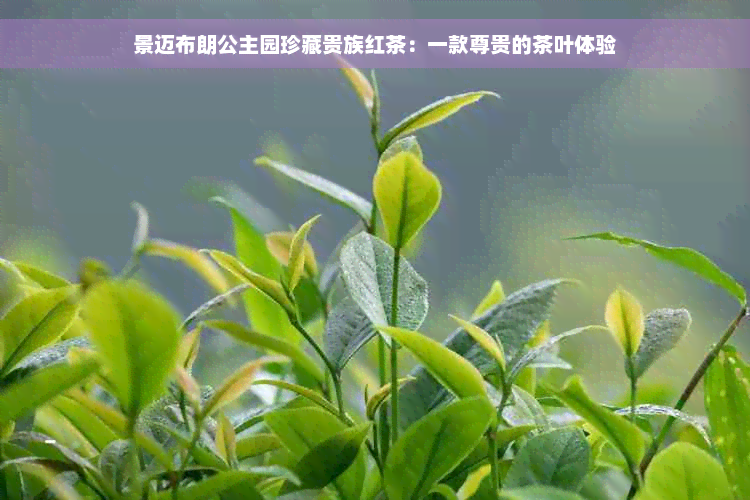 景迈布朗公主园珍藏贵族红茶：一款尊贵的茶叶体验