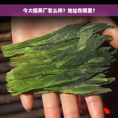 今大福茶厂怎么样？地址在哪里？