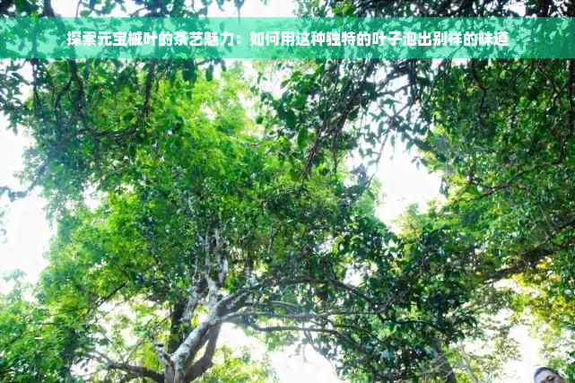 探索元宝槭叶的茶艺魅力：如何用这种独特的叶子泡出别样的味道