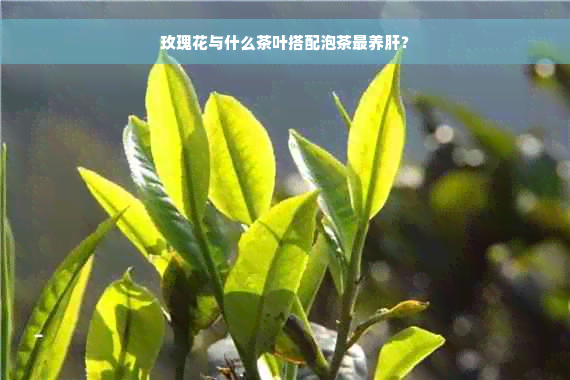 玫瑰花与什么茶叶搭配泡茶最养肝？