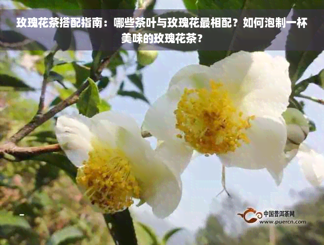 玫瑰花茶搭配指南：哪些茶叶与玫瑰花最相配？如何泡制一杯美味的玫瑰花茶？