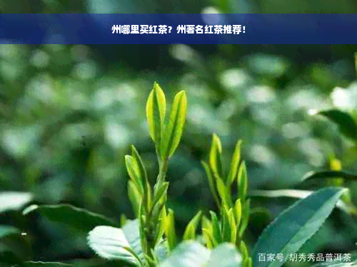 州哪里买红茶？州著名红茶推荐！