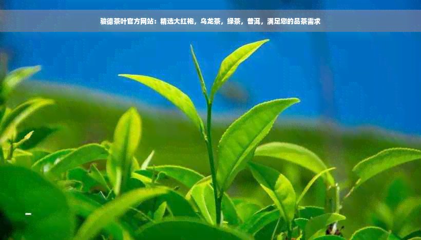 骏德茶叶官方网站：精选大红袍，乌龙茶，绿茶，普洱，满足您的品茶需求