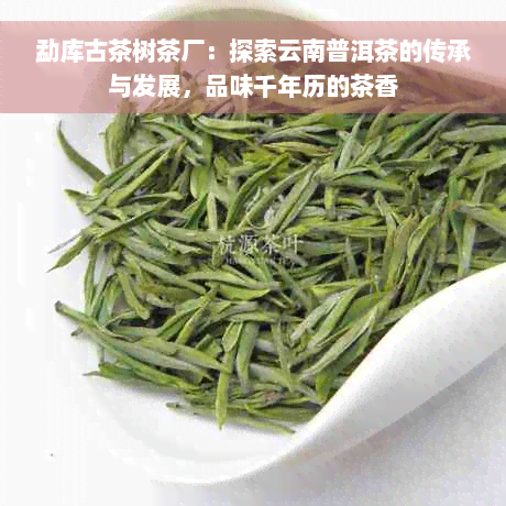 勐库古茶树茶厂：探索云南普洱茶的传承与发展，品味千年历的茶香