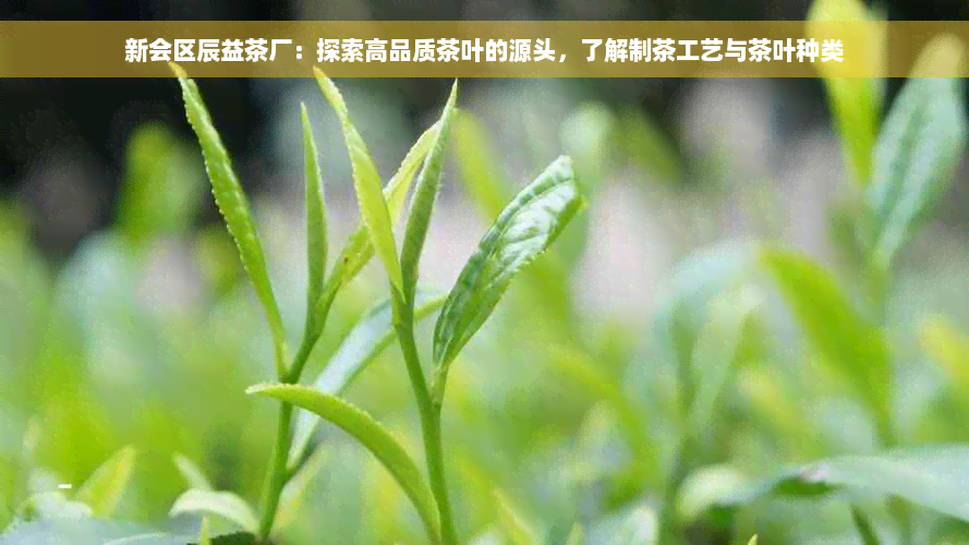 新会区辰益茶厂：探索高品质茶叶的源头，了解制茶工艺与茶叶种类