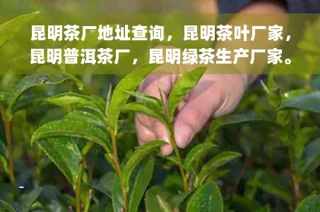 昆明茶厂地址查询，昆明茶叶厂家，昆明普洱茶厂，昆明绿茶生产厂家。