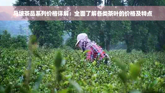 马坡茶品系列价格详解：全面了解各类茶叶的价格及特点