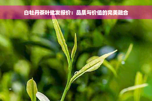 白牡丹茶叶批发报价：品质与价值的完美融合