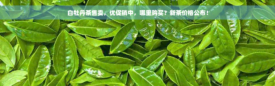 白牡丹茶售卖，优促销中，哪里购买？新茶价格公布！