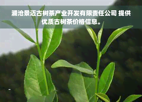 澜沧景迈古树茶产业开发有限责任公司 提供优质古树茶价格信息。