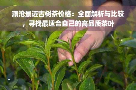 澜沧景迈古树茶价格：全面解析与比较，寻找最适合自己的高品质茶叶