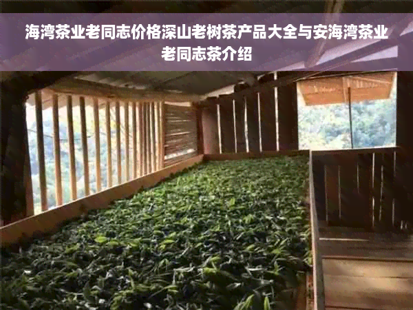 海湾茶业老同志价格深山老树茶产品大全与安海湾茶业老同志茶介绍