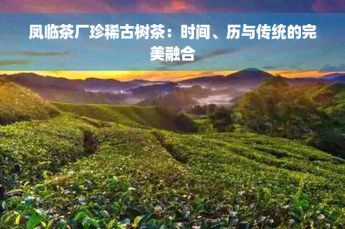 凤临茶厂珍稀古树茶：时间、历与传统的完美融合