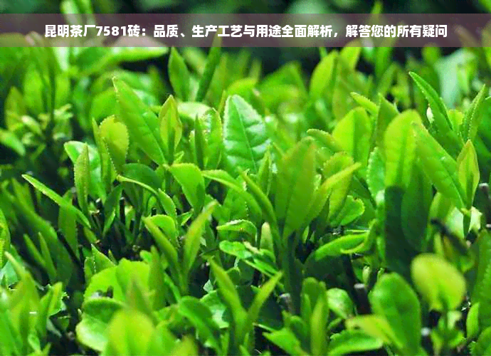 昆明茶厂7581砖：品质、生产工艺与用途全面解析，解答您的所有疑问