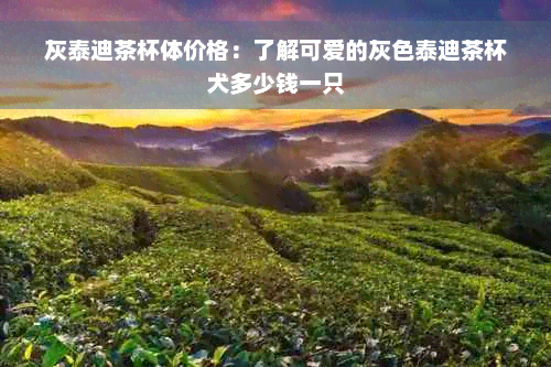 灰泰迪茶杯体价格：了解可爱的灰色泰迪茶杯犬多少钱一只