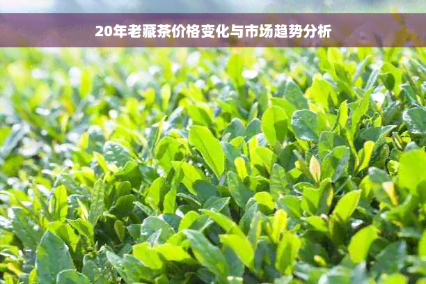 20年老藏茶价格变化与市场趋势分析