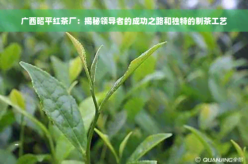 广西昭平红茶厂：揭秘领导者的成功之路和独特的制茶工艺