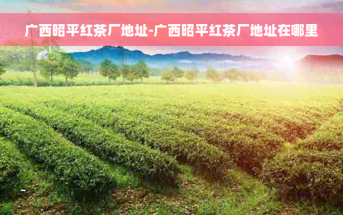 广西昭平红茶厂地址-广西昭平红茶厂地址在哪里