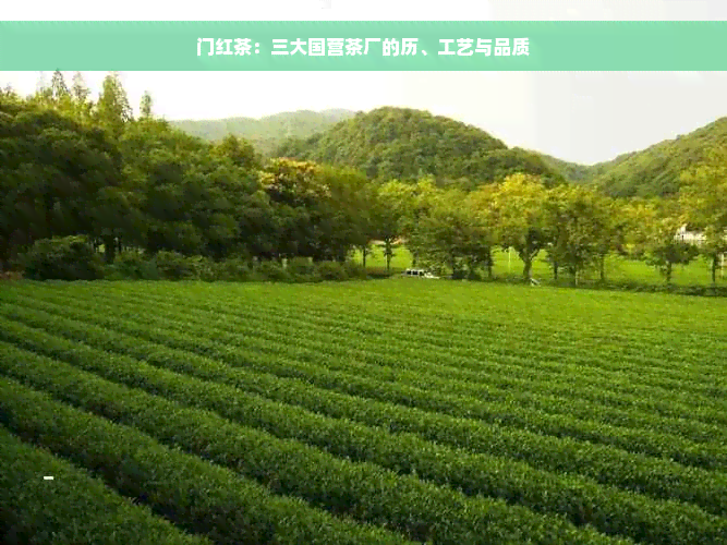 门红茶：三大国营茶厂的历、工艺与品质