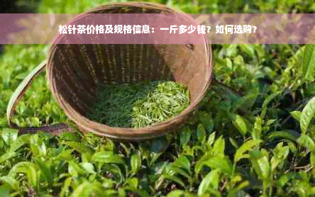 松针茶价格及规格信息：一斤多少钱？如何选购？