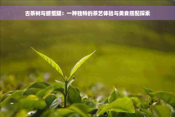 古茶树与螃蟹腿：一种独特的茶艺体验与美食搭配探索