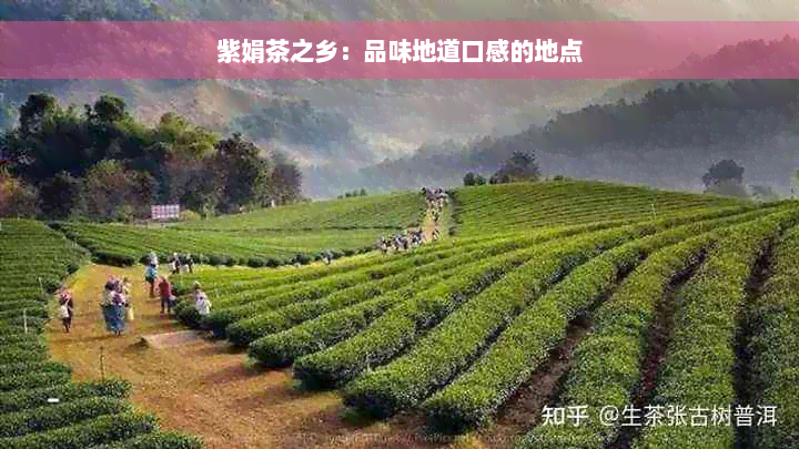 紫娟茶之乡：品味地道口感的地点