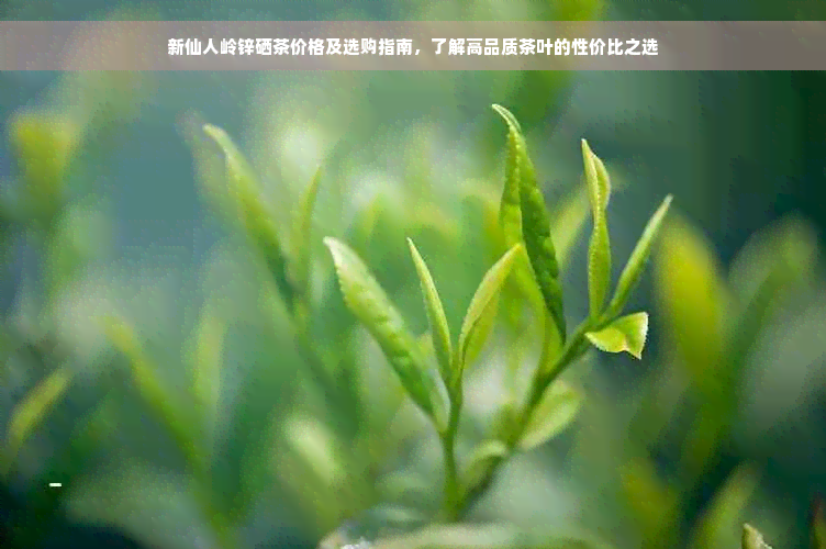 新仙人岭锌硒茶价格及选购指南，了解高品质茶叶的性价比之选