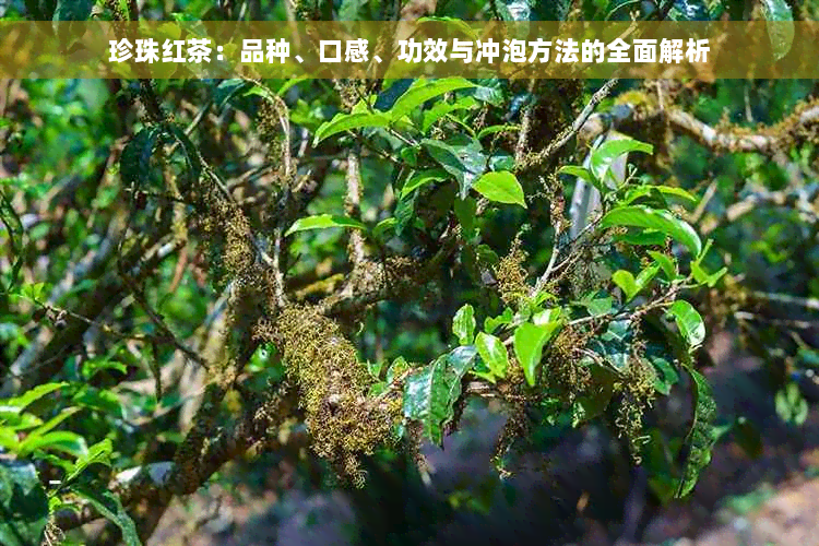 珍珠红茶：品种、口感、功效与冲泡方法的全面解析