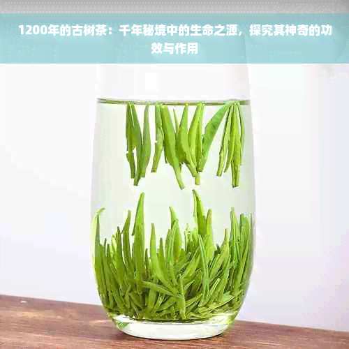 1200年的古树茶：千年秘境中的生命之源，探究其神奇的功效与作用