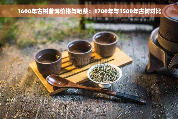 1600年古树普洱价格与晒茶：1700年与1500年古树对比