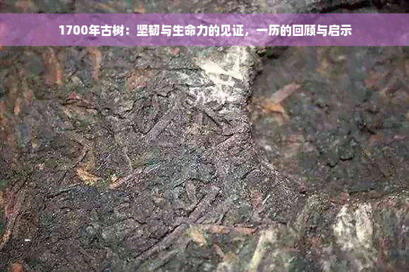 1700年古树：坚韧与生命力的见证，一历的回顾与启示