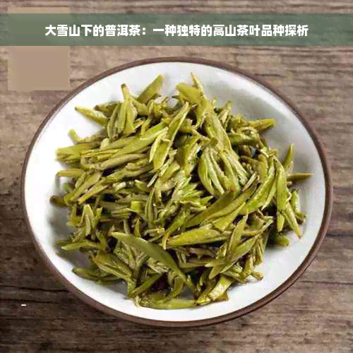 大雪山下的普洱茶：一种独特的高山茶叶品种探析