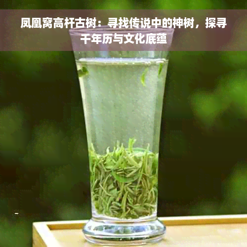 凤凰窝高杆古树：寻找传说中的神树，探寻千年历与文化底蕴